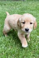 Maggie, a female Golden Retriever for sale in New Baltimore, MI – 5 of 5