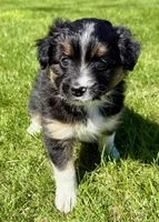 Tilly, a female Pomeranian and Shih Tzu for sale in New Baltimore, MI – 4 of 4