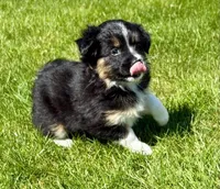 Tilly, a female Pomeranian and Shih Tzu for sale in New Baltimore, MI – 2 of 4