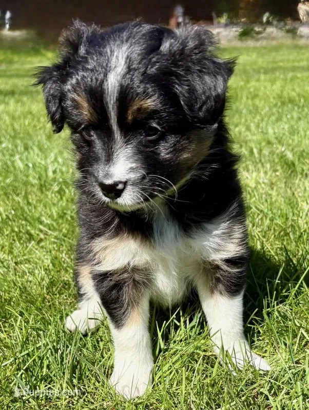 Tilly, a female Pomeranian and Shih Tzu for sale in New Baltimore, MI – 1 of 4