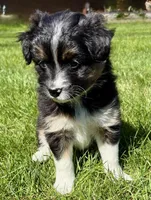 Tilly, a female Pomeranian and Shih Tzu for sale in New Baltimore, MI – 1 of 4