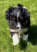 Tilly, a female Pomeranian and Shih Tzu for sale in New Baltimore, MI – 3 of 4