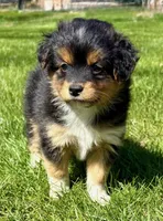 Tessa, a female Pomeranian and Shih Tzu for sale in New Baltimore, MI – 5 of 5