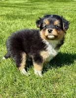 Tessa, a female Pomeranian and Shih Tzu for sale in New Baltimore, MI – 2 of 5