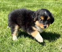 Tessa, a female Pomeranian and Shih Tzu for sale in New Baltimore, MI – 3 of 5