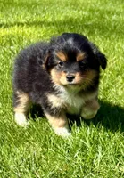 Tessa, a female Pomeranian and Shih Tzu for sale in New Baltimore, MI – 4 of 5