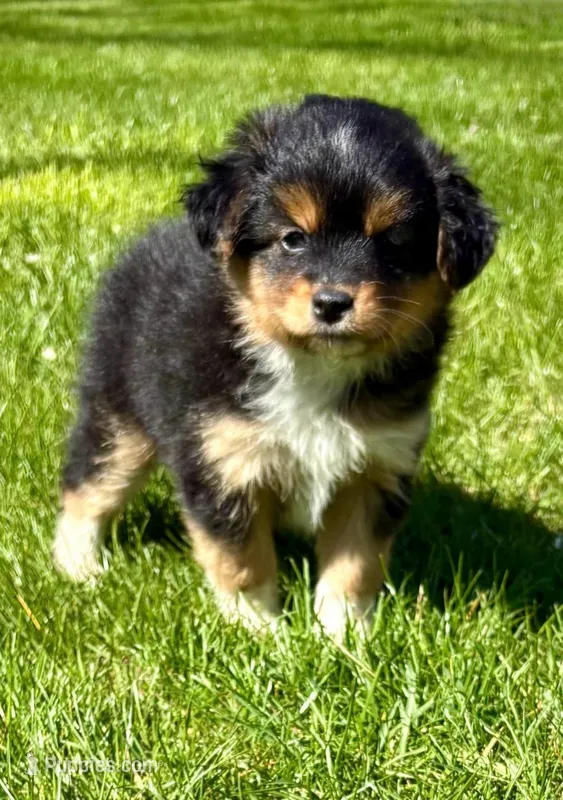 Tessa, a female Pomeranian and Shih Tzu for sale in New Baltimore, MI – 1 of 5