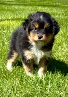 Tessa, a female Pomeranian and Shih Tzu for sale in New Baltimore, MI – 1 of 5