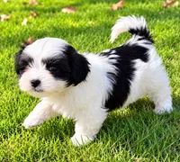 Toby, a male Shihpoo for sale in New Baltimore, MI – 3 of 4