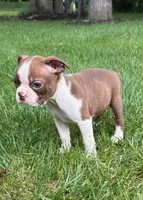 Cassie, a female Boston Terrier for sale in New Baltimore, MI – 2 of 5