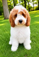 Tucker, a male Miniature Goldendoodle for sale in New Baltimore, MI – 2 of 6