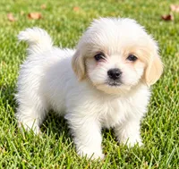 Polly, a female Shihpoo for sale in New Baltimore, MI – 2 of 4