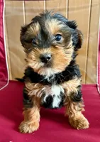 processed/8f94ab9f-9800-4f34-a4a1-be9323ba2a3d/listing/e7ed3b97-3184-4a80-a19b-e10dc6ce96fa/34722f17-b907-4955-8889-0ad26c2824ea