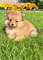 Bailey , a male Yorkshire Terrier for sale in New Baltimore, MI – 3 of 4