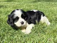 Annie, a female Cavalier King Charles Spaniel for sale in New Baltimore, MI – 2 of 4