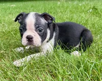 Charlie, a male Boston Terrier for sale in New Baltimore, MI – 5 of 6