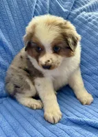 Jill, a female Australian Shepherd for sale in New Baltimore, MI – Photo 2 of 4