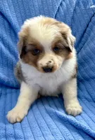 Jill, a female Australian Shepherd for sale in New Baltimore, MI – Photo 3 of 4