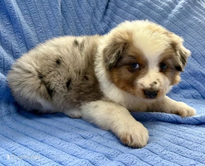 Jill – Australian Shepherd puppy for sale in New Baltimore, MI