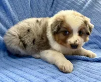 Jill, a female Australian Shepherd for sale in New Baltimore, MI – Photo 1 of 4