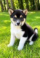 Bella, a female Shiba Inu for sale in New Baltimore, MI – 2 of 5