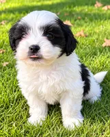 Toby, a male Shihpoo for sale in New Baltimore, MI – 4 of 4