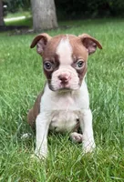 Cassie, a female Boston Terrier for sale in New Baltimore, MI – 1 of 5