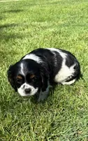 Axel, a male Cavalier King Charles Spaniel for sale in New Baltimore, MI – 3 of 4