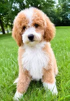 Teddy, a male Miniature Goldendoodle for sale in New Baltimore, MI – 4 of 5