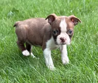 Cassie, a female Boston Terrier for sale in New Baltimore, MI – 3 of 5