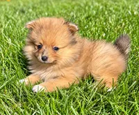 Bailey , a male Yorkshire Terrier for sale in New Baltimore, MI – 4 of 4