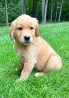 Sadie, a female Golden Retriever for sale in New Baltimore, MI – 2 of 3