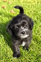 Benji, a male Shihpoo for sale in New Baltimore, MI – 4 of 4