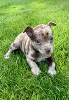 Georgia, a female Chihuahua for sale in New Baltimore, MI – 5 of 5