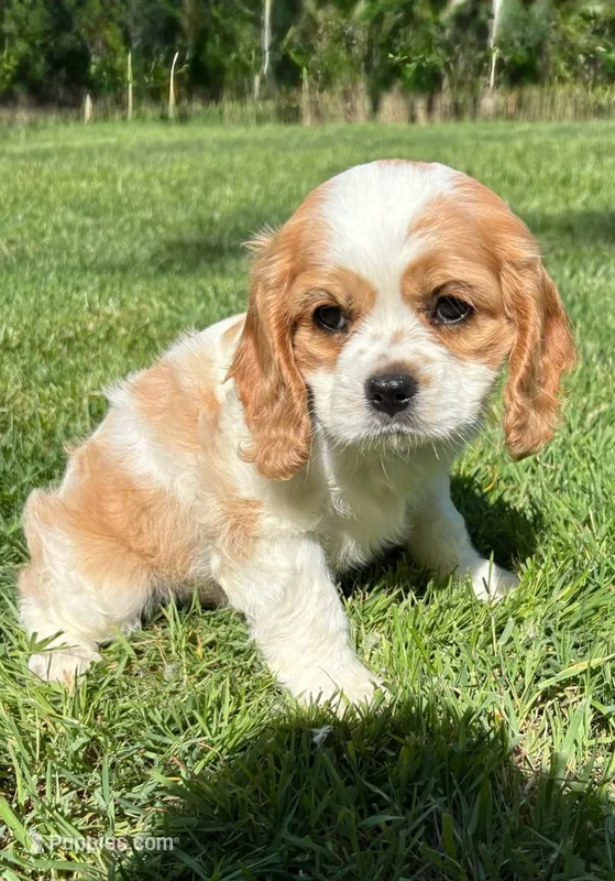 Archie – Cavalier King Charles Spaniel puppy for sale in New Baltimore, MI