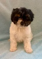 Chloe, a female Cavapoo for sale in New Baltimore, MI – Photo 2 of 6