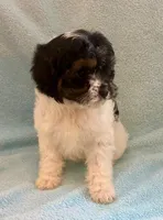 Chloe, a female Cavapoo for sale in New Baltimore, MI – Photo 3 of 6