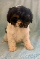 Chloe, a female Cavapoo for sale in New Baltimore, MI – Photo 5 of 6