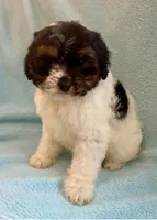 Chloe, a female Cavapoo for sale in New Baltimore, MI – Photo 6 of 6