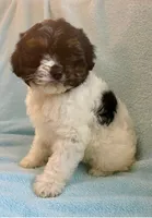 Chloe, a female Cavapoo for sale in New Baltimore, MI – Photo 4 of 6