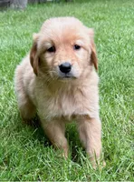 Murphy, a female Golden Retriever for sale in New Baltimore, MI – 2 of 6