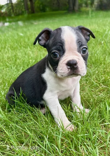 Charlie – Boston Terrier puppy for sale in New Baltimore, MI