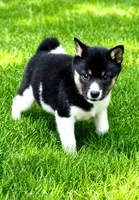 Cooper , a female Shiba Inu for sale in New Baltimore, MI – 4 of 5