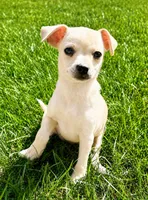 Duke , a male Chihuahua for sale in New Baltimore, MI – 2 of 5