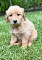 Murphy, a female Golden Retriever for sale in New Baltimore, MI – 3 of 6