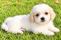 Polly, a female Shihpoo for sale in New Baltimore, MI – 4 of 4