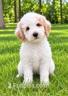 Milo – Poodle - Miniature  puppy for sale in New Baltimore, MI
