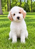 Milo, a male Poodle - Miniature  for sale in New Baltimore, MI – 1 of 4