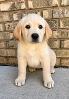 Scout, a male Labrador Retriever for sale in New Baltimore, MI – 4 of 5