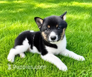 Cooper  – Shiba Inu puppy for sale in New Baltimore, MI